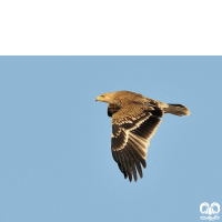 گونه عقاب شاهی Eastern Imperial Eagle